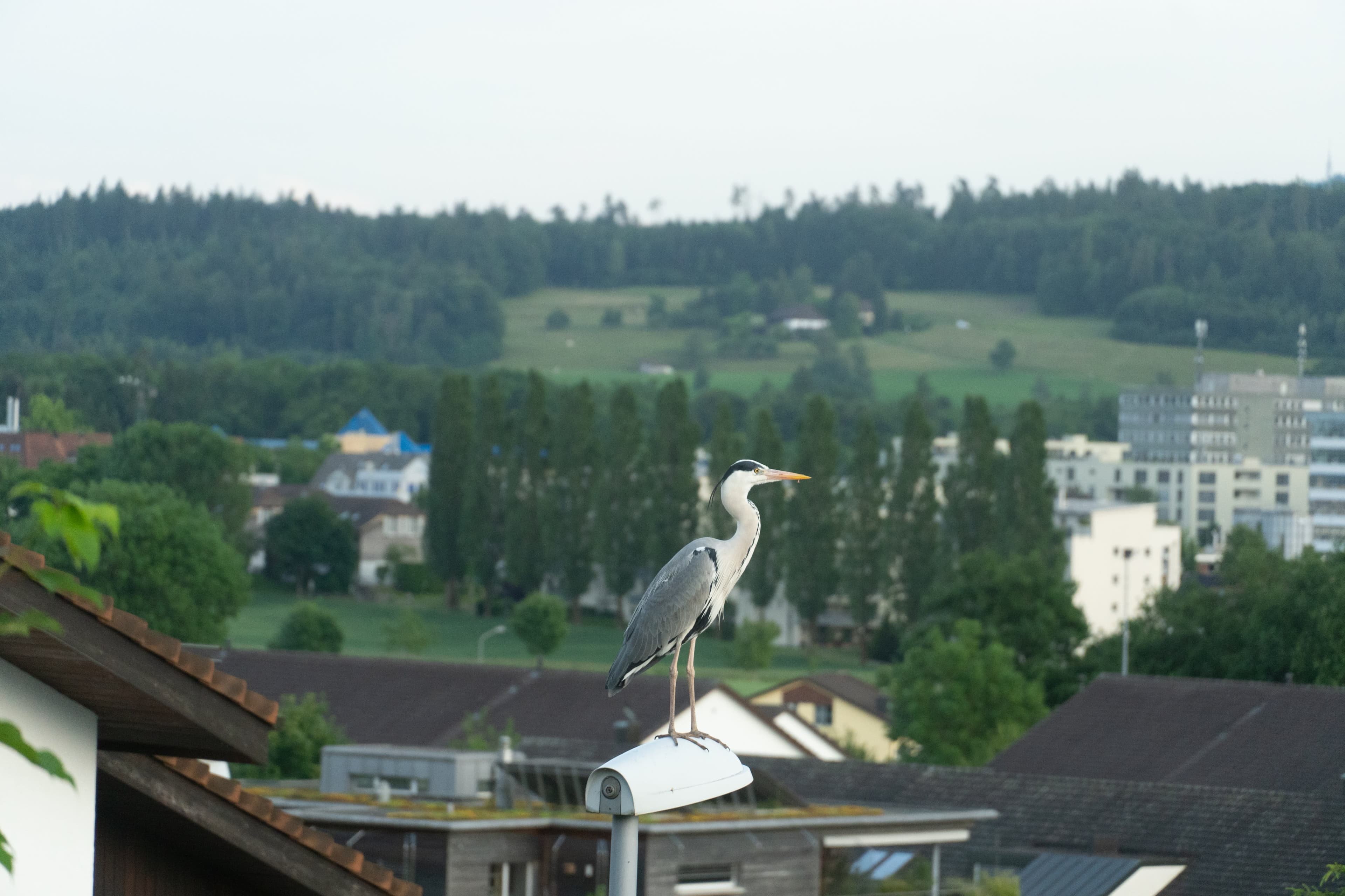 dsc8916 1782474809061