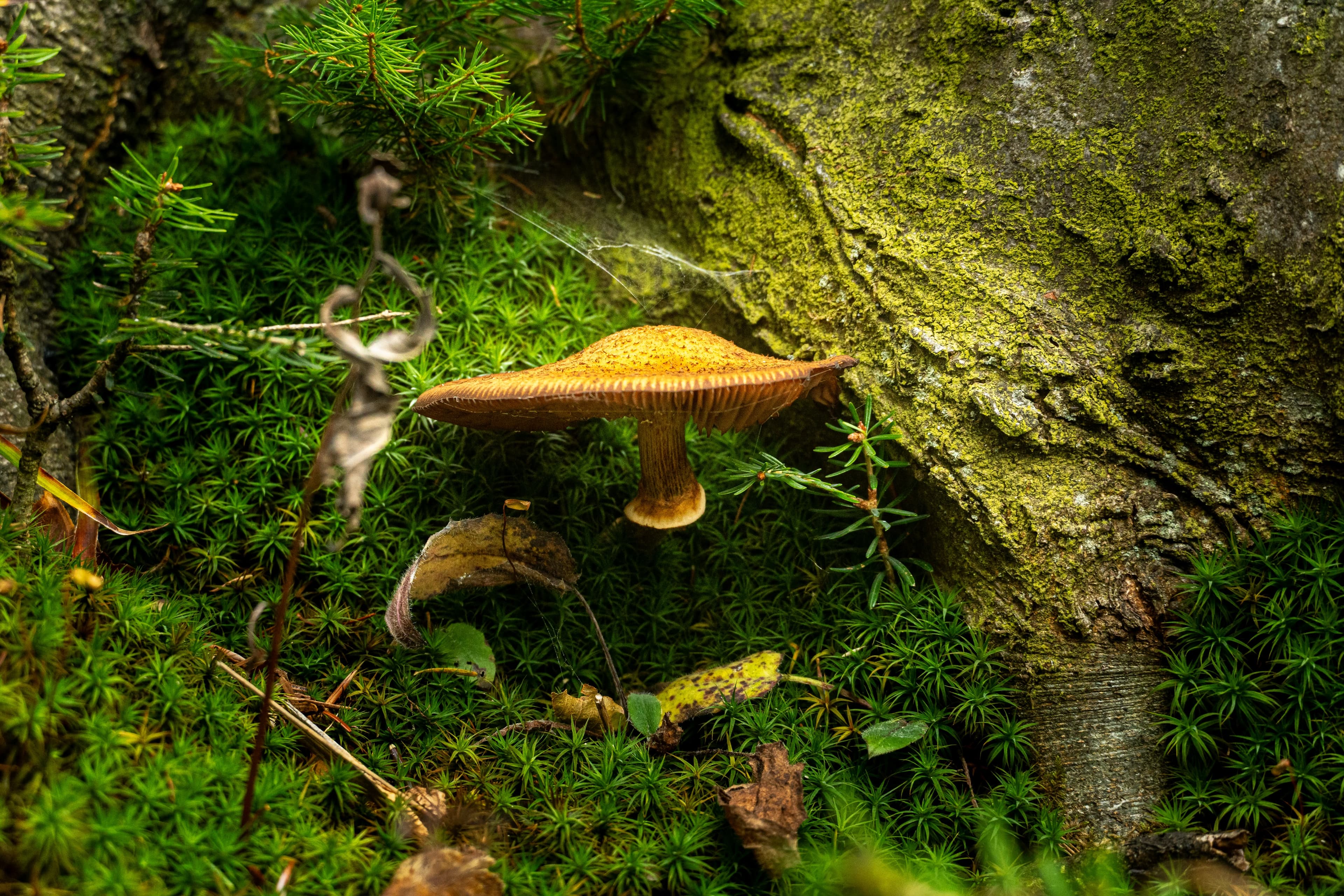 dsc9440 1782475141342